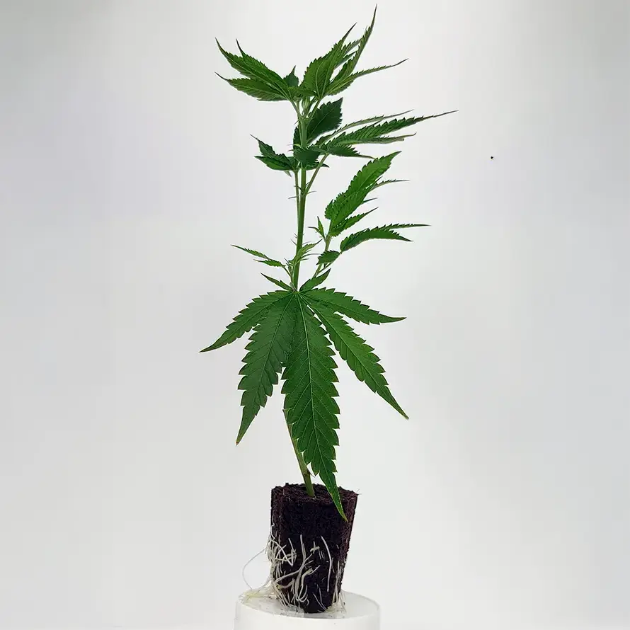 Cannabis Stecklinge