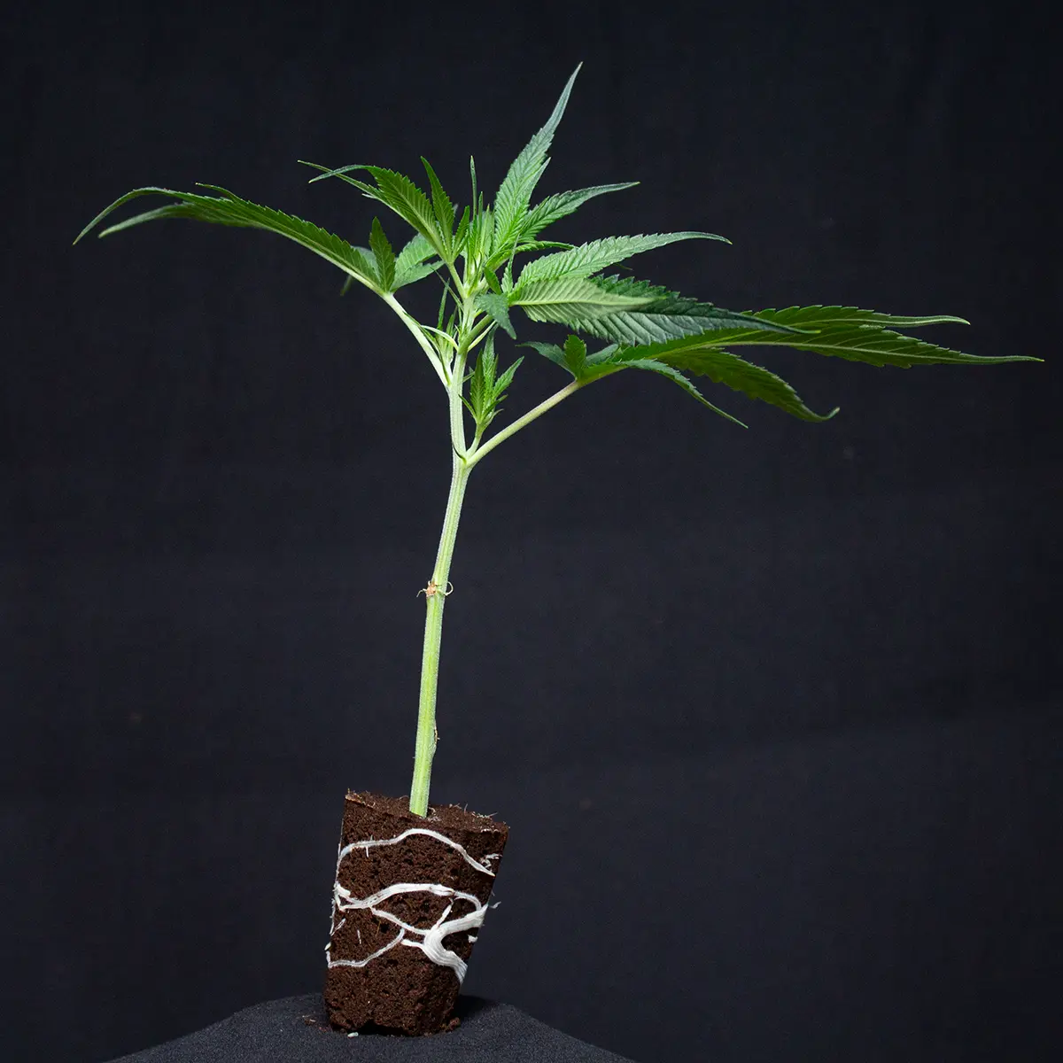 Mimosa x Orange Punch